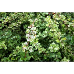 Dracila verde cu alb ”Kelleris” de 20-30cm