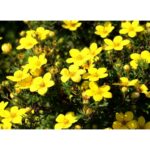 "Potentilla Fruticosa Galbenă 'Fredhem' de 20 cm la ghiveci"