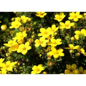"Potentilla Fruticosa Galbenă 'Fredhem' de 20 cm la ghiveci"