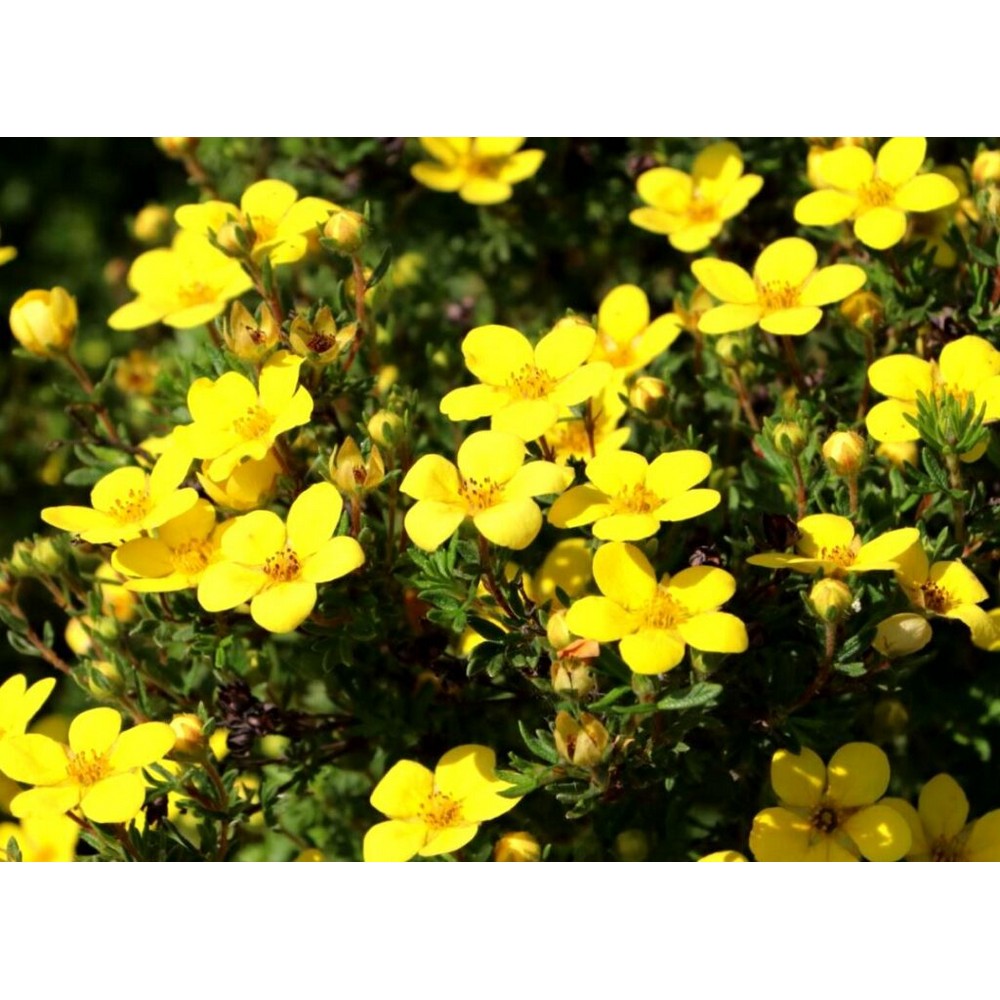 "Potentilla Fruticosa Galbenă 'Fredhem' de 20 cm la ghiveci"