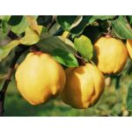 "Gutui (Cydonia Oblonga) 30-40 cm la ghiveci"