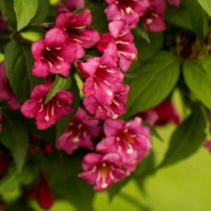"Weigela Roz Aprins 'Evita' de 20-25 cm la ghiveci"