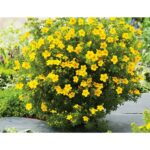 "Potentilla Fruticosa Galbenă 'Yellow Bird' de 20 cm la ghiveci"