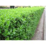 "Ligustrum Verde (Ligustrum Vulgare 'Lodense') de 30 cm la ghiveci"