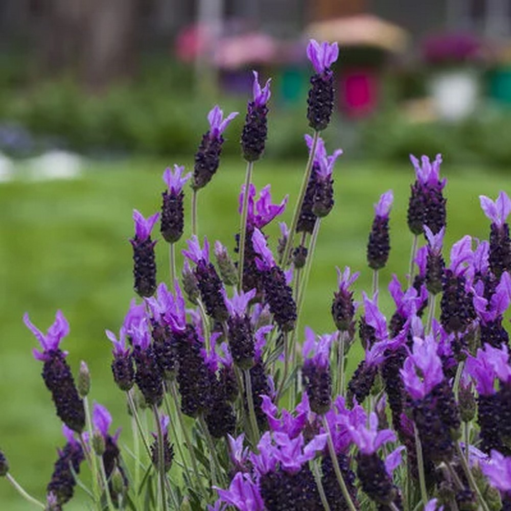 "Lavandă Negru Violet 'Dark Violet' de 10-15 cm la ghiveci"