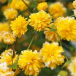 "Teișor (Kerria Japonica) de 25 cm la ghiveci"