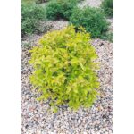 "Cornus Alba 'Aurea' de 30-35 cm la ghiveci"