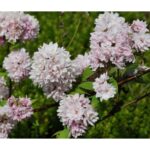 "Deutzia Alb cu Roz 'Kalmiflora' de 20-25 cm la ghiveci"