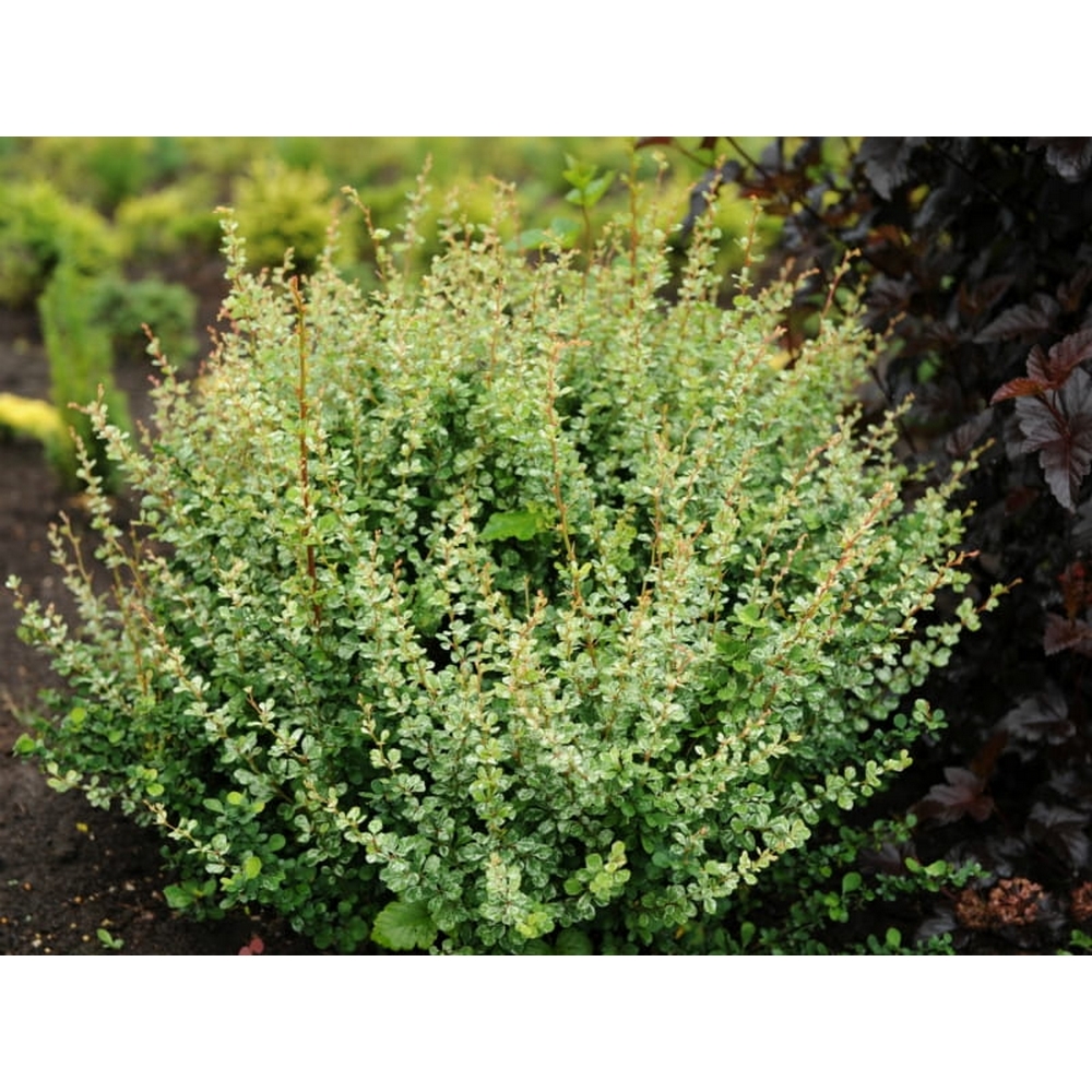 Dracila verde cu alb ”Kelleris” de 20-30cm
