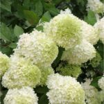 "Hortensie Galbenă-Verzuie 'Little Lime' de 20-25 cm la ghiveci"