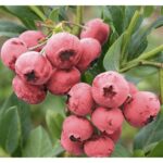 "Afin Roz-Gălbui 'Pink Lemonade' de 30-35 cm la ghiveci"