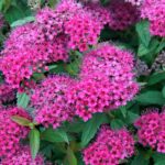 "Cununita Roz Deschis 'Anthony Waterer' de 20 cm la ghiveci"