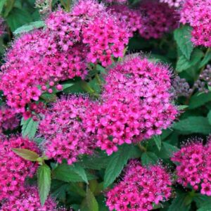 "Cununita Roz Deschis 'Anthony Waterer' de 20 cm la ghiveci"