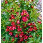 "Weigela Aurie cu Flori Roșii 'Rubidor' de 20 cm la ghiveci"