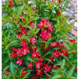 "Weigela Aurie cu Flori Roșii 'Rubidor' de 20 cm la ghiveci"