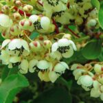 "Kiwi Polenizator Weiki de 20 cm la ghiveci"