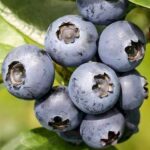 "Afin Albastru 'Duke' pe rod de 40 cm la ghiveci"