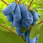 "Afin 'Boaba de Miere Uriaș Wojtek' de 25 cm la ghiveci"