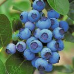 "Afin Uriaș 'Chandler' de 20-25 cm la ghiveci"