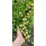 "Agriș Verde 'Invicta' de 10-20 cm la ghiveci"