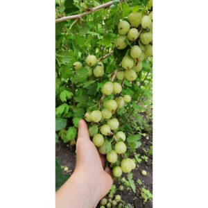"Agriș Verde 'Invicta' de 10-20 cm la ghiveci"