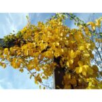 "Viță Căţărătoare Sălbatică Celastrus Orbiculatus 20-25 cm la ghiveci"