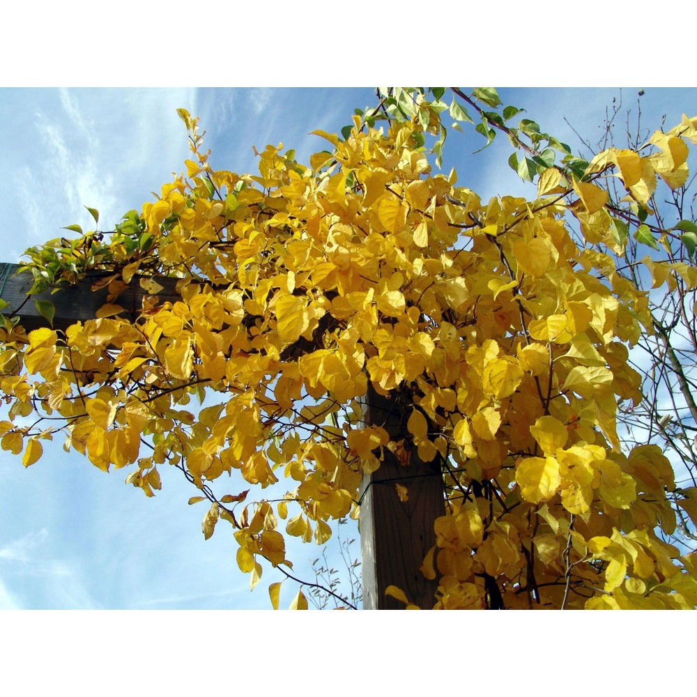 "Viță Căţărătoare Sălbatică Celastrus Orbiculatus 20-25 cm la ghiveci"