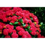 "Hortensie Roșie 'Wims Red' de 20-25 cm la ghiveci"