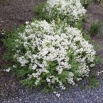 "Deutzia Pitică Albă (Deutzia Gracilis 'Nikko') 15-20 cm la ghiveci"