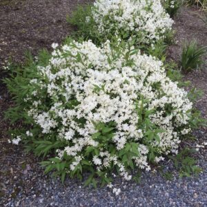 "Deutzia Pitică Albă (Deutzia Gracilis 'Nikko') 15-20 cm la ghiveci"