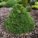 "Molid Pitic (Picea Nidiformis) de 15-20 cm la ghiveci"