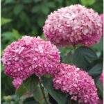 "Hortensie Roz 'Pink Lady' de 10-15 cm la ghiveci"