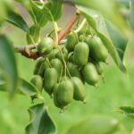 "Mini Kiwi Verzi Lucy de 20 cm la ghiveci"