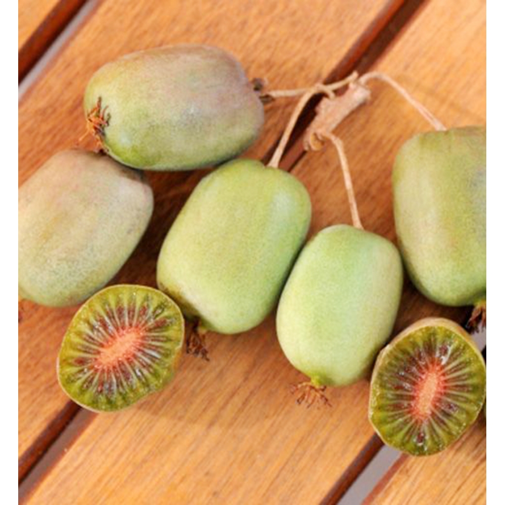 "Mini Kiwi Verzi Lucy de 20 cm la ghiveci"