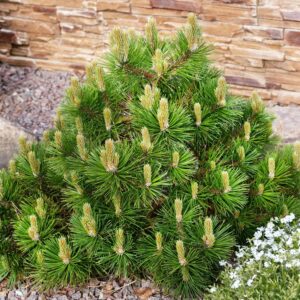 "Pin Pitic Verde 'Pino Pumilio' de 10-15 cm la ghiveci"