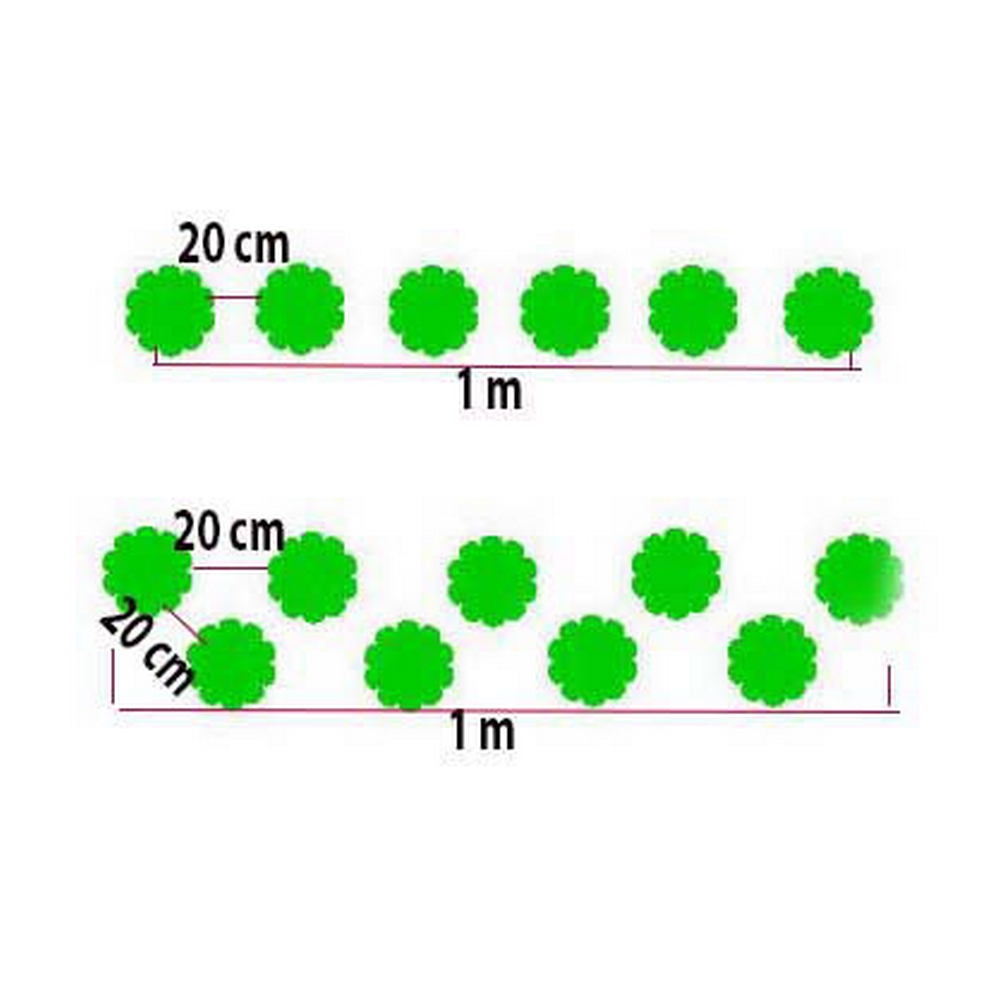 plantare lemn cainesc