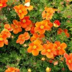 "Potentilla Fruticosa Portocalie cu Galben 'Tangerine' de 20-25 cm la ghiveci"