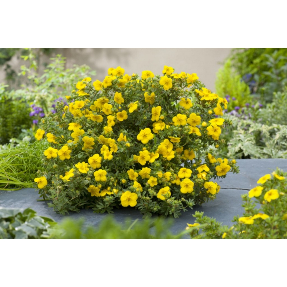 "Potentilla Fruticosa Galbenă 'Fredhem' de 20 cm la ghiveci"