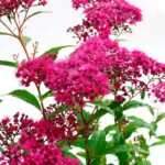 "Cununita Roșie 'Dart's Red' de 20-25 cm la ghiveci"