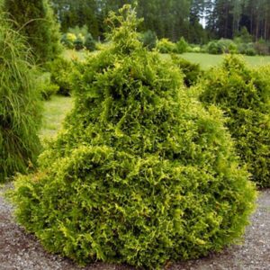 "Tuia Pitică 'Stolwijk' de 30-35 cm la ghiveci"