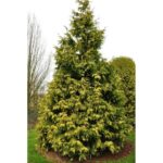 "Tuia Bicoloră Plicata 'Zebrina' de 45-50 cm la ghiveci"