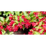 "Weigela Florida 'Bristol Ruby' de 20-25 cm la ghiveci"