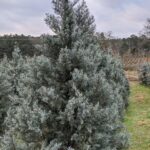 "Chiparos albastru argintiu Chamaecyparis pisifera Boulevard 15 cm"