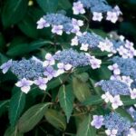 Hortensie Serrata Bluebird_plantesiflori.ro