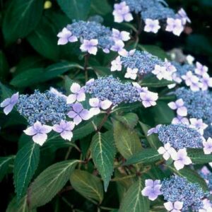 Hortensie Serrata Bluebird_plantesiflori.ro