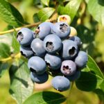 "Afin Sierra Vaccinium corymbosum 30-35 cm"