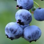 "Afin dulce-acrișor Herbert 25-35 cm"