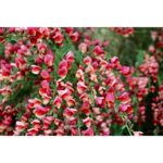 "Clematis mov Clematis Warszawska Nike 10 cm"