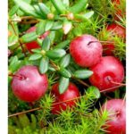 "Merisor Vaccinium McFarlin 15-20 cm"