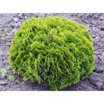 "Tuia globuară Danica 20-25 cm în ghiveci mare"